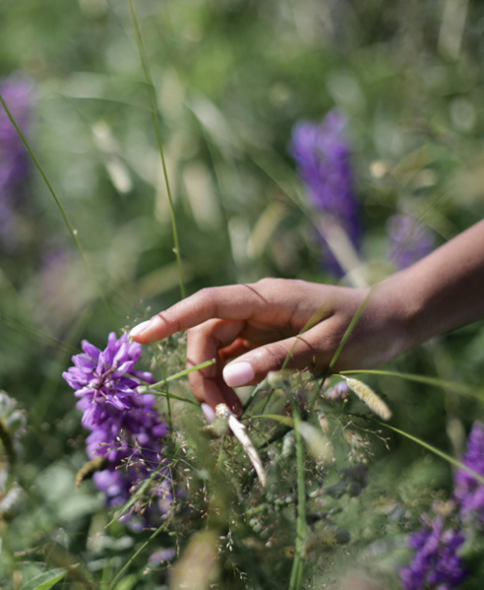    THE POWER OF HERBS